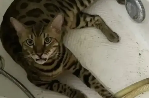 Найденные животные Москва, фото: Найдена кошка, Москва