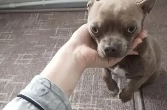 Найдена собака, мужской, 61Н-4...