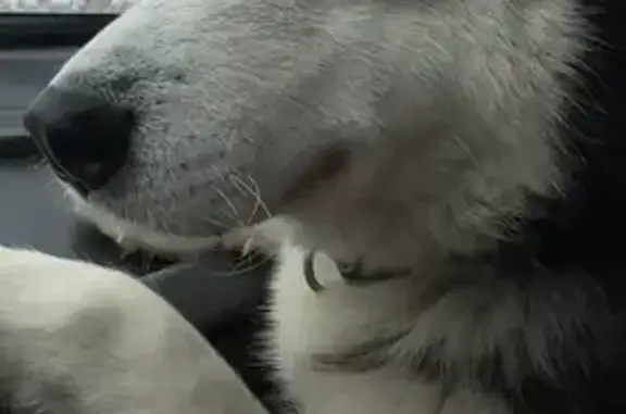 Найден собака, мужской, Колхоз...