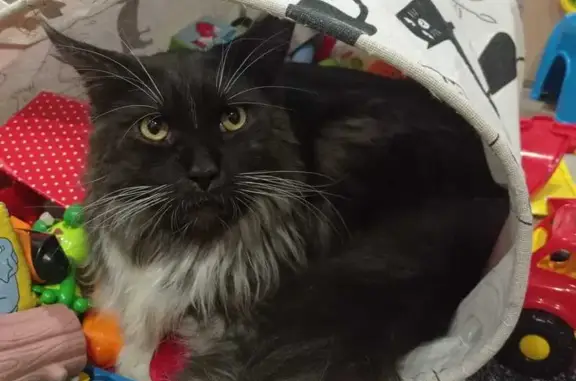 Пропал кот, Нефтегорская улица, Волгоград - мейн-кун, черно-белый окрас - photo