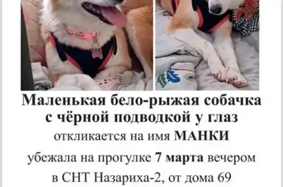 Пропала собака, Московская область, Солнечногорск - бело-рыжая с черной подводкой - photo