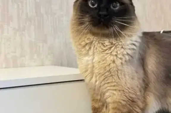 Пропал кот, Пыть-Ях - photo