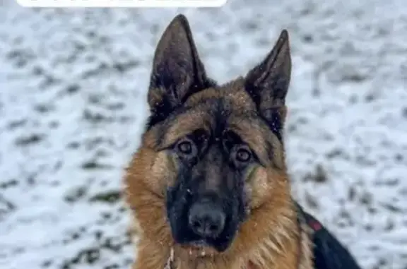 Собаки потеряшки, Герменчик, фото: Потеряшка собака, Герменчик, Кабардино-Балкария - черно-рыжий окрас, дружелюбная
