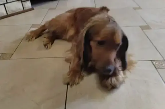 Найден собака, Ситовка, Липецк...