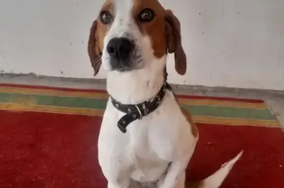 Объявления о пропавших и найденных животных, Луковское, фото: Найдена собака, 54К-8, Вторая Ивань, Луковское - эстонская гончая