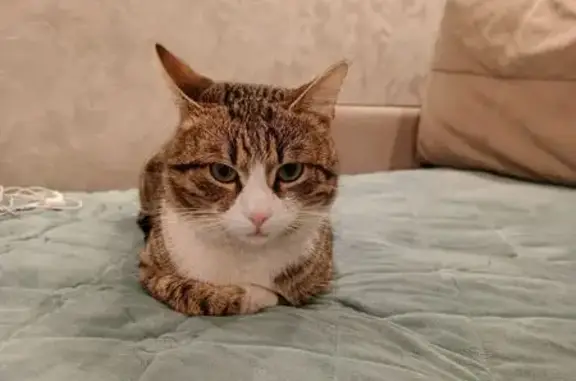 Пропал кот, посёлок Затон, Саратов - photo