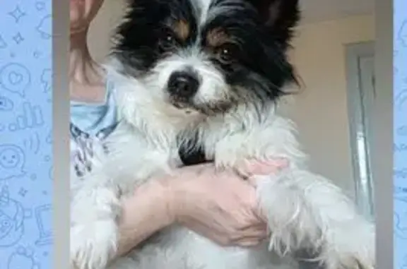 Найдена собака, мужской, Елецк...