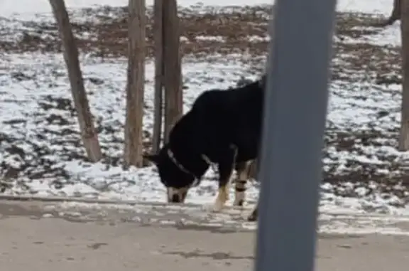 Найдена собака, Астраханская у...