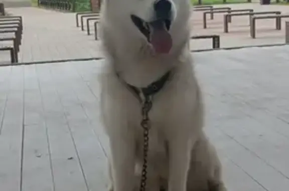 Пропал собака, Кузьминские Отвержки, Липецкая область - серо-белый окрас и оранжевый ошейник - photo