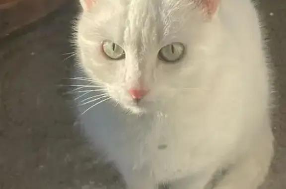 Пропала кошка, Волгоград - photo