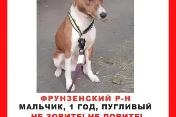 Пропал собака, Альпийский переулок, Санкт-Петербург - кобель породы басенджи по кличке Грей - photo
