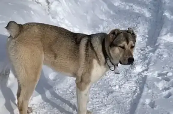 Найден собака, проспект Дзержи...