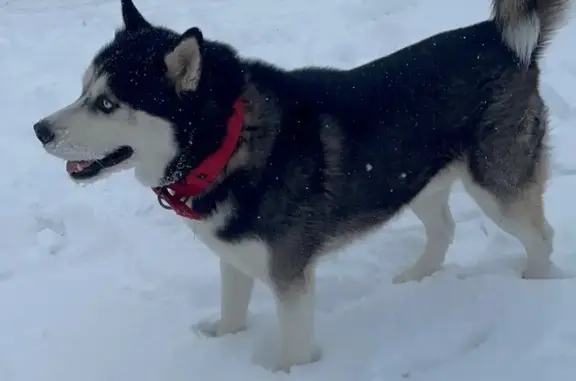 Пропал собака, Псебайское городское поселение, Краснодарский край - хаски с красным ошейником - photo