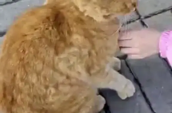 Найдена кошка, Ростов-на-Дону, фото: Найден кот, Медицинская улица, 27, Ростов-на-Дону - рыжий в ошейнике