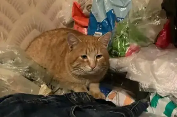 Пропал кот, рыжий, Таганрог, Ростовская область - photo