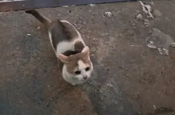 Найдена кошка, Казань, фото: Найдена кошка, проспект Ямашева, 60, Казань - ласковый, домашний