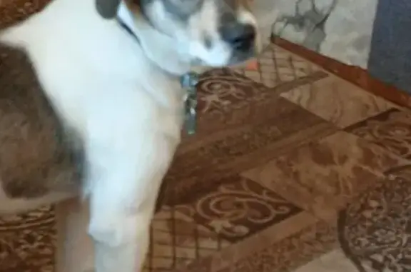 Пропала собака, 2-я улица Красной Звезды, 130, Омск - photo