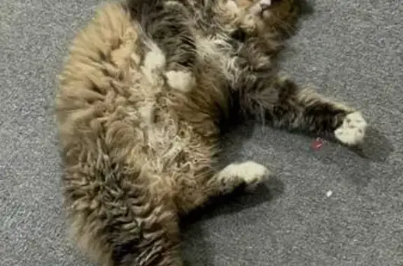 Объявления о пропавших и найденных животных, Санкт-Петербург, фото: Найдена кошка, Малая Пушкарская улица, 4-6, Санкт-Петербург - пушистая, ласковая