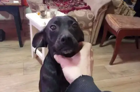 Пропал собака, Куйбышев, Новосибирская область - чёрная с белой грудкой - photo