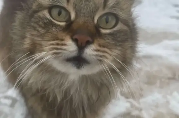 Пропала кошка, Фермское шоссе, Санкт-Петербург - пушистая полосатая - photo