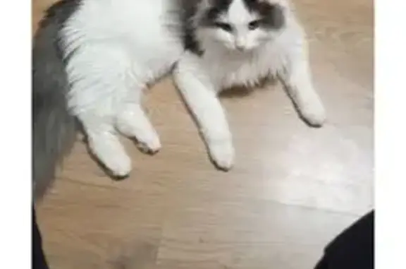 Пропал кот, проспект Боголюбова, 44, Дубна - окрас белый с серым - photo