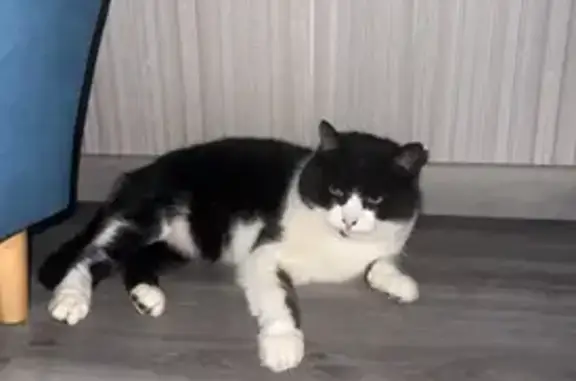 Кошки потеряшки, Колосково, фото: Потеряшка кот, Железнодорожная улица, Колосково - черно-белый окрас