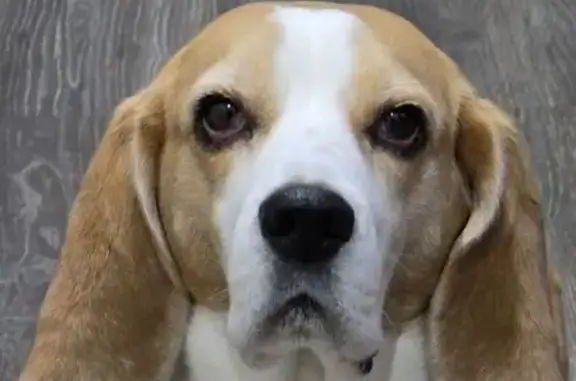 Потерянные животные Балтым, фото: Пропала собака, подъезд к п. Зеленый Бор от км 5+848 а/д «г. Верхняя Пышма — г. Невьянск», Балтым - девочка породы бигль