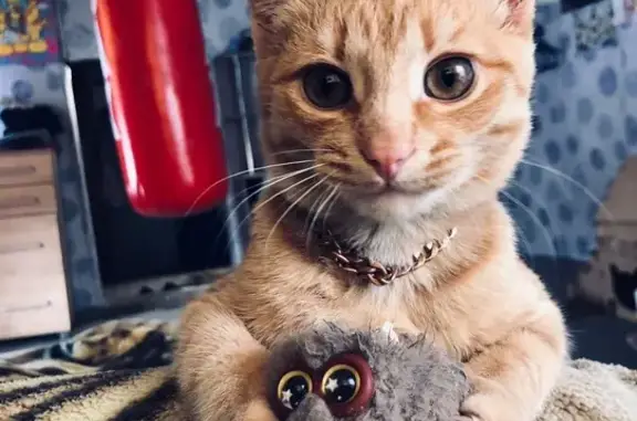 Пропал кот, Зелёная улица, Ершовка - рыжий с коротким хвостом - photo