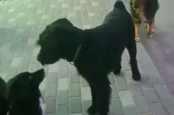 Объявления о пропавших и найденных животных, Воронеж, фото: Найдена собака, улица Димитрова, Воронеж - чёрная с купированным хвостом