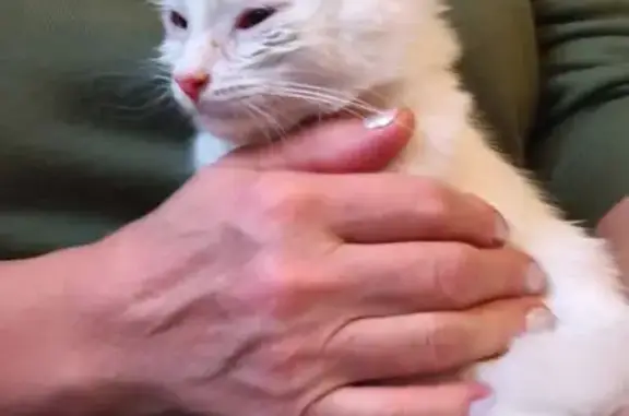 Найденные животные Тверь, фото: Найдена кошка, 3-я улица Вагонников, 15, Тверь - полностью белый, ласковый