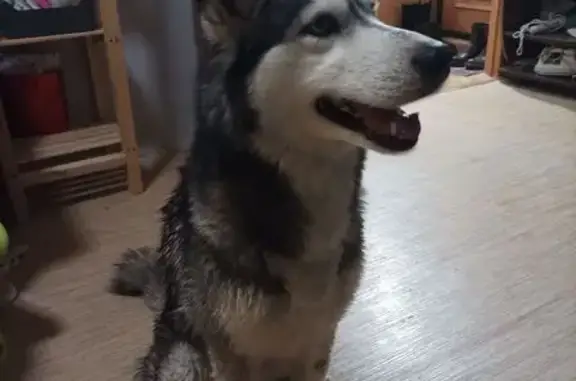 Найдена собака, Новосибирск, фото: Найдена собака, женская, Комсомольская улица, Новосибирск - ласковая, без клейма