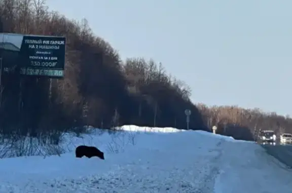 Найдена собака, Уфа, фото: Найдена собака, Уфа, Башкортостан - большая, чёрного цвета