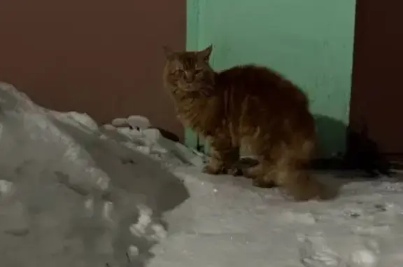 Найдена кошка, Ярославль, фото: Найдена кошка, улица Урицкого, 25Б, Ярославль - большой мейкун