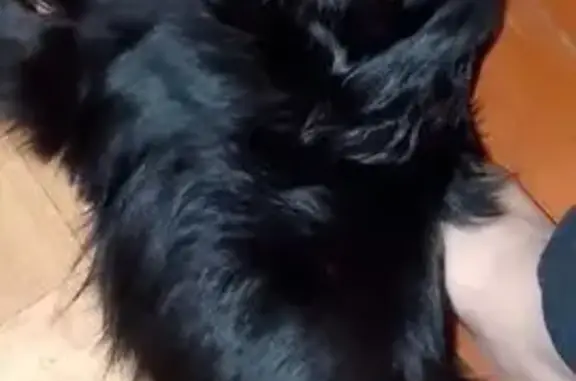 Пропала собака, Харабали - одеты в одежку - photo