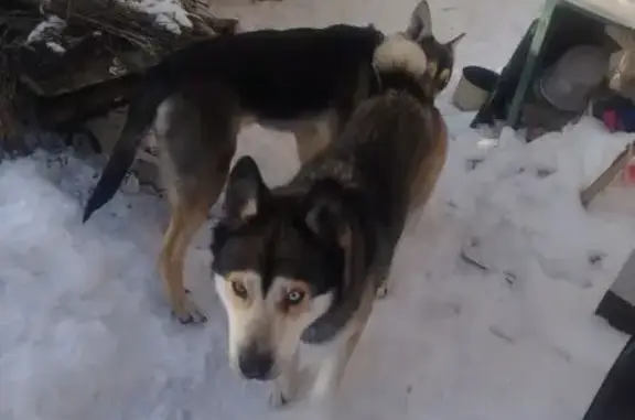 Найдена собака, Раменский, фото: Найдена собака, Раменский - хаски девочка с ошейником