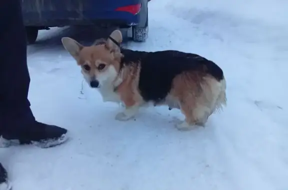 Найдена собака, Ярославль, фото: Найдена собака, Ярославль