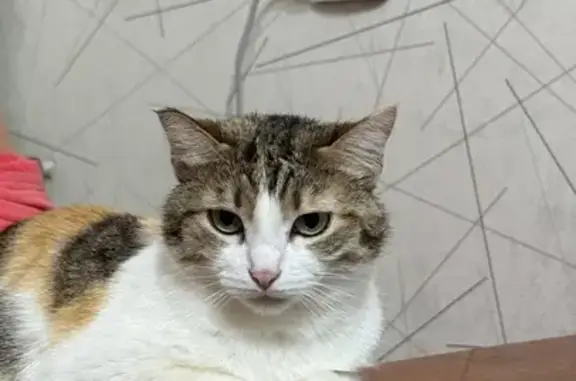 Пропала кошка, улица Пархоменко, 10, городской округ Ижевск - трёхшерстная, отзывается на Васька - photo