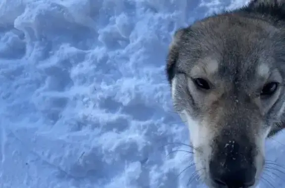 Найденные животные Сарапул, фото: Найдена собака, улица Фрунзе, городской округ Сарапул - молодая девочка с ошейником