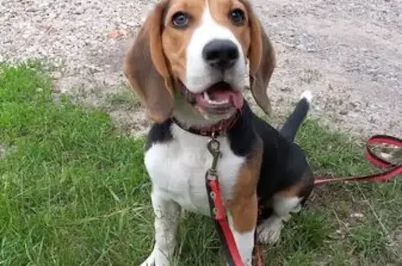 Пропал собака, Больничный переулок, 15, Бронницы - окрас черно-рыже-белый - photo