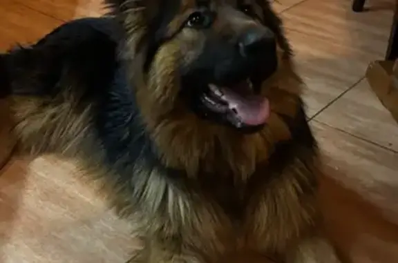 Пропала собака, улица Тимирязева, городской округ Пенза - молодая немка - photo