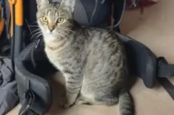 Пропал кот, Сергиевская улица, 6А, Высокое - серо полосатый окрас - photo