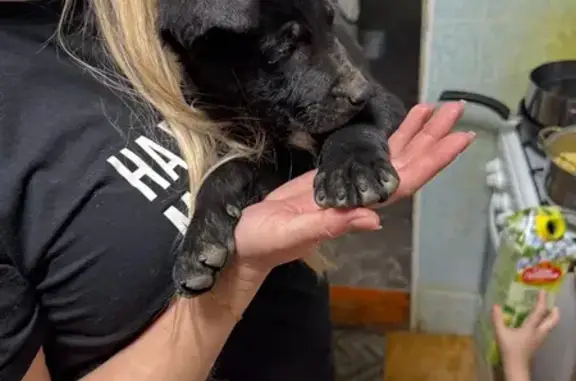 Найдена собака, Абинск, фото: Найден собака, мужской, улица Шевченко, 18, Абинск - чистый и с ошейником