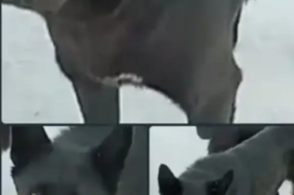 Пропала собака, 7-я линия, Тара - чёрная, возможно с цепью - photo