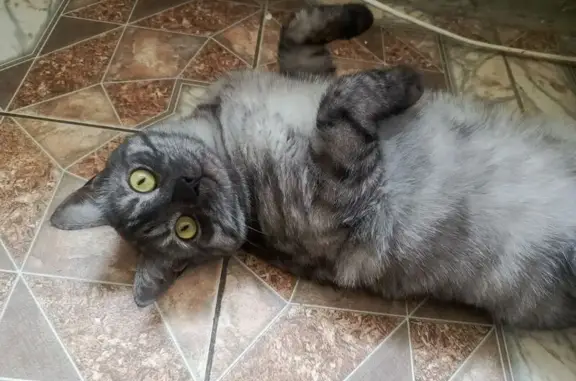 Пропал кот, 7-я Северная улица, 16, Павлово - серый с полосками - photo