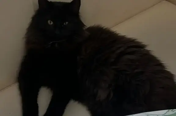 Пропал кот, улица Крупской, 16, Брянск - пушистый с белой прядью на шее - photo