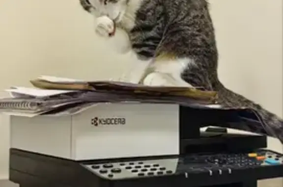 Кошки потеряшки, Тула, фото: Потеряшка кошка Мальчик, Тула (rl1152106)