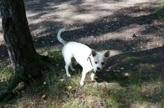 Пропал собака, Парковая улица, 1, Сертолово - белый с оранжевыми пятнами - photo
