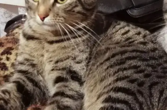 Пропал кот, 4-й Железнодорожный проезд, 16, Саратов - вислоухий тигровый окрас - photo