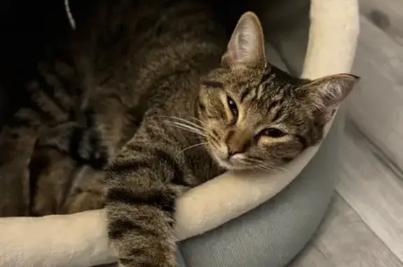 Кошки потеряшки, Волгоград, фото: Потеряшка кот, Холмистая улица, Волгоград - очень ласковый и кастрированный