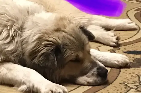 Объявления о пропавших и найденных животных, Тюмень, фото: Найдена собака, сквер Депутатов, Тюмень - девочка с коричневым ошейником